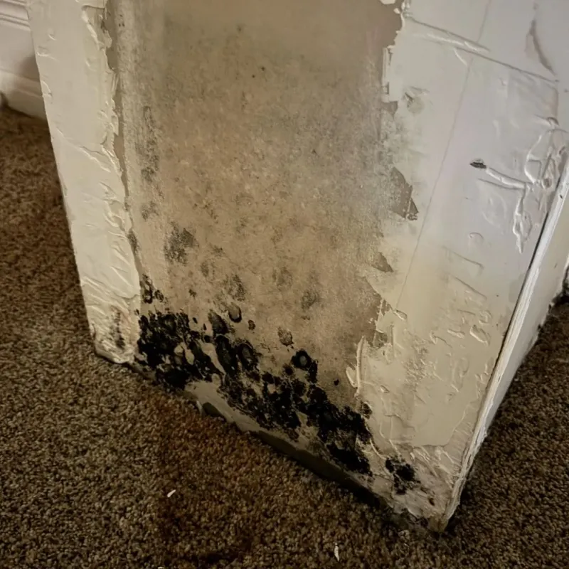 Professional Mold Removal in Kay County, OK